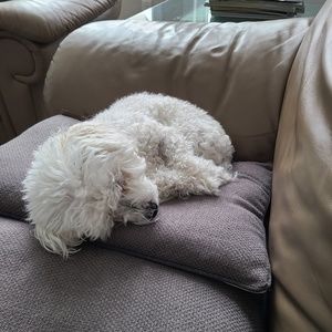 Meet your Posher, Tara